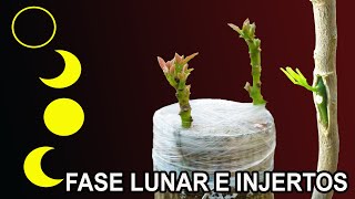 FASES LUNARES en la REALIZACIÓN de INJERTOS en frutales [upl. by Behl]