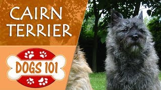 Dogs 101  CAIRN TERRIER  Top Dog Facts About the CAIRN TERRIER [upl. by Ahsitnauq]