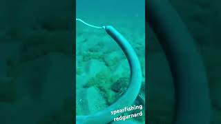 spearfishing redgurnard [upl. by Sewel]