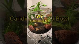 Quick Guide for Caridina shrimp tank setup fishaquarium shrimp aquarium [upl. by Tewfik]