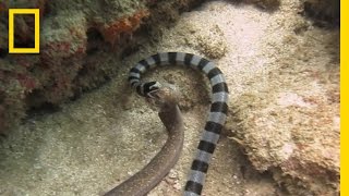 Watch Sea Snake Swallows Eel Whole  National Geographic [upl. by Dannon813]