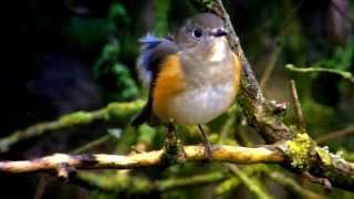 RedFlanked Bluetail tarsiger cyanurus [upl. by Robb]