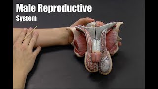 Male Reproductive System [upl. by Sikram]