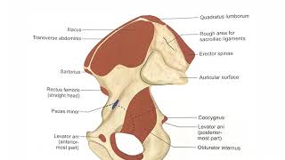 Muscle attachments of the Hip bone LOWER LIMB [upl. by Ecam255]