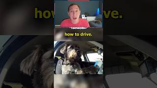 The Driving School For DOGS [upl. by Hump]