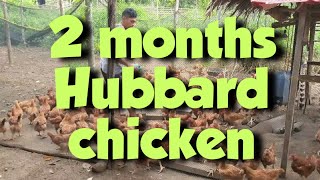 FREERANGED CHICKEN Philippines 2months [upl. by Rodolfo]