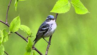 Cerulean Warbler [upl. by Jacintha]