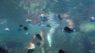 Swimming with Sea Lion at Coronado Island  Loreto Baja Mexico [upl. by Egiaf611]