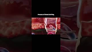 Why your blood clots shorts animatedshorts [upl. by Nyrad]