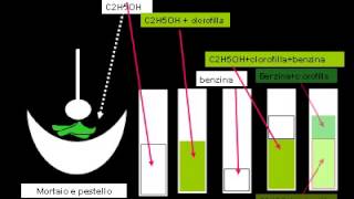 estrazione clorofilla [upl. by Retse527]