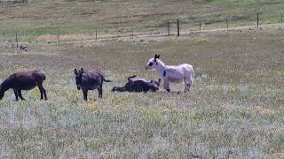 Donkey Dirt Bath donkey [upl. by Ilenna]