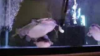 Asterophysus Batrachus Gulper Catfish Feeding Video [upl. by Gnak]