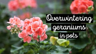 ❄ How to overwinter geraniums in pots after freeze damage 🍃 growing pelargoniums indoors 🌿 [upl. by Nerral]