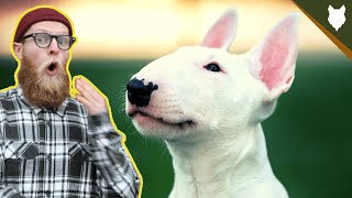 What To Do With A NEW BULL TERRIER PUPPY [upl. by Einama632]