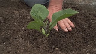 How To Plant Eggplants Peppers and Chillis [upl. by Yrhcaz]