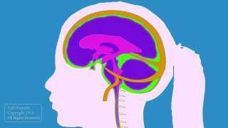 Cerebrospinal fluid flow with audio description [upl. by Anait110]