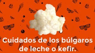 Cuidados de los búlgaros de leche o kefir [upl. by Inafetse]