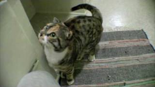 Cute Scottish Fold Bengal Kitten on Canon 5D [upl. by Heeley]