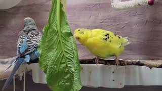 10 Hr Happy Singing amp Eating Parakeet Budgies Birds Reduce Stress of Lonely Quiet Birds [upl. by Qahsi]