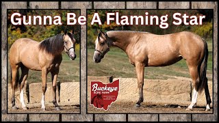 Choleexceptional yearling AQHA buckskin filly standing at 14 hands tall with a striking presence [upl. by Aicirpac861]