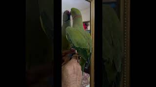 Ciccio saying ciaohello and preso  take birds parrot cute birdslover pets 🦜 [upl. by Olenta719]