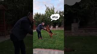 Köpek Eğitimi  super dog training Alman Çoban Köpeklerinin en Akılısı Bir Efsane Köpek  Don Odé [upl. by Attikram]