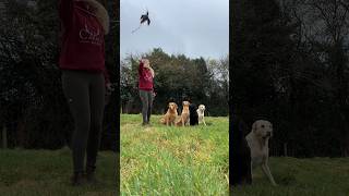 A bit of steadiness training in between the showers 🌧️ A double retrieve gundogtraining [upl. by Egor]