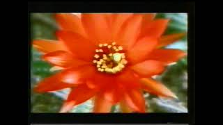 Optus Australian TV Commercial 1999 [upl. by Ardnaxila]