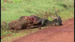 A Hyena eating a Wildebeest alive  Part 2 In Ngorogoro 鬣狗生啃活角馬  2 高清 [upl. by Wincer164]