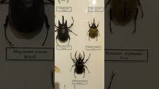 Collection of Tropical Beetles Scarabaeidae Coleoptera Awesome Dynastes Megasoma Nature Museum [upl. by Bever]