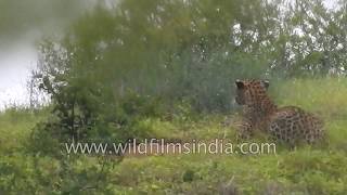 Leopard hides and launches attack on peacock [upl. by Abell]