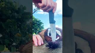 Black Sea Urchin Snack Fail sea seacreatures nature island youtube [upl. by Ymarej366]