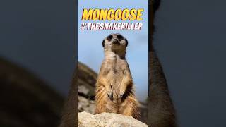 MONGOOSE The Sneaky Snake Slayer shortvideo shorts [upl. by Amado764]