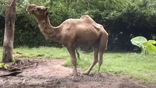 Zoo Taiping 2012 太平动物园 HD [upl. by Fine]