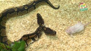 ReptilTV  Special  2 Head Ball Python [upl. by Lerrehs126]