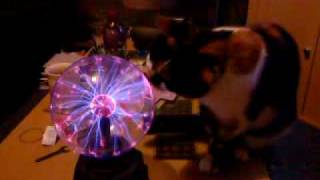 Plasma ball Vs Cat [upl. by Ibmat]