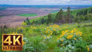 4K Ultra HD Yellow Flowers  Spring Flowers at Steptoe Butte State Park [upl. by Nosnek]