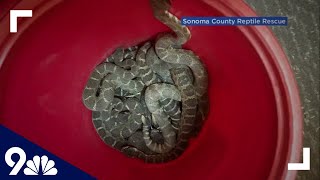 92 rattlesnakes found under California home [upl. by Dumanian]