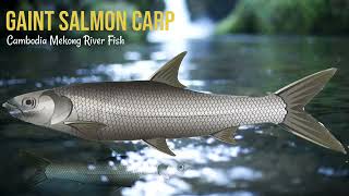 Giant Salmon Carp  Cambodia Mekong River Fish GaintSalmonCarp mekongriverfish [upl. by Nylssej]