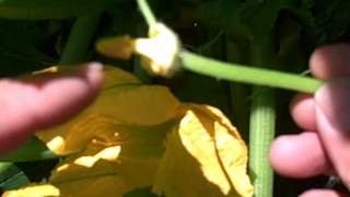 Easiest Way to Pollinate Squash Plants for Highest Yields [upl. by Tav342]