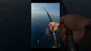 Shimano Stella 8000 VS Monster Tuna [upl. by Janifer]