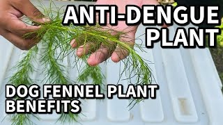 DOG FENNEL PLANT Benefits  Anti MosquitoDengue Plant  Garden Plants Proper Care [upl. by Ahsia]