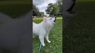 Japanese Spitz Puppy Barking shorts 🐾❤️ [upl. by Frasquito]