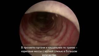 Миастения Гравис у собакиMyasthenia gravis in a dog [upl. by Anilegna]