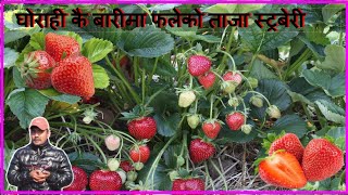 रोल्पाम्याग्दी दुई युवाद्वारा दाङमा स्ट्रबेरी खेती शुरु Strawberry cultivation Ghorahi Dang Nepal [upl. by Berthold]