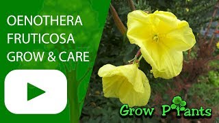 Oenothera fruticosa  grow amp care Evening primrose [upl. by Cristen]