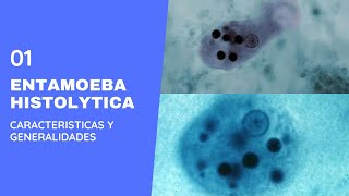 Entamoeba Histolytica 10 Parasitolgia  Amebas  Amebiasis intestinal [upl. by Onez]