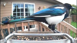 A Magpie Picking Peanuts Out Of The Birdseed [upl. by Yhtomiht]