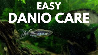 How to Care for Zebra Danios [upl. by Ahtimat]