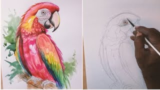 Parrot Drawing Step by Step  How to Draw a Macaw  Bird painting step by step [upl. by Irtak]